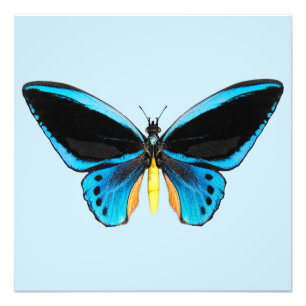 Foto Borboleta de Birdwing