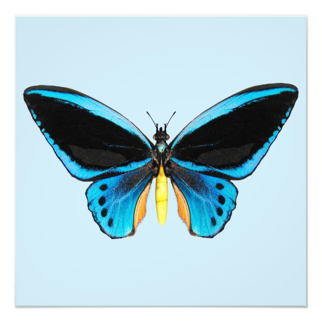 Foto Borboleta de Birdwing (Frente)