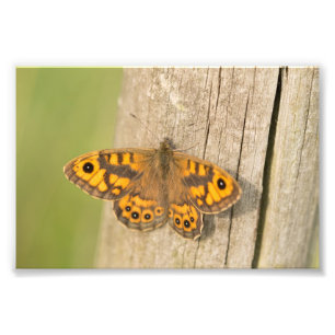 Foto Borboleta de Brown da parede