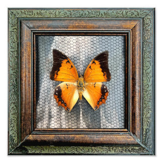Foto Borboleta de Charaxes Preto de 12" x 12"