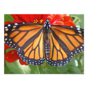 Foto Borboleta de monarca no Zinnia