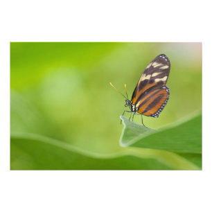 Foto Borboleta de Tiger Longwing