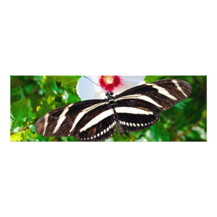 Foto Borboleta de zebra longwing num Coração Vermelho d