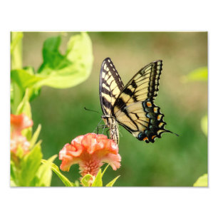 Foto Borboleta do Swallowtail do Tigre Oriental