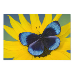 Foto Borboleta em uma Flor Amarela