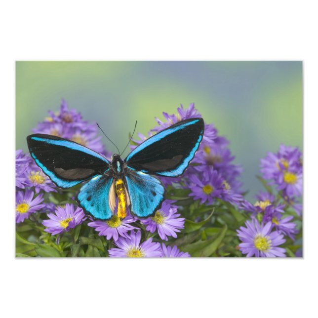 Foto Borboleta em uma Flor Amarela (Frente)