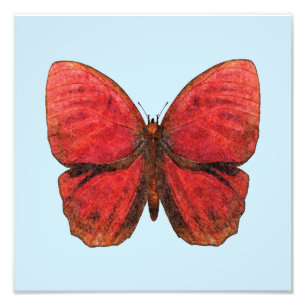 Foto Borboleta Galo Vermelho