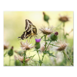 Foto Borboleta gigante de Swallowtail