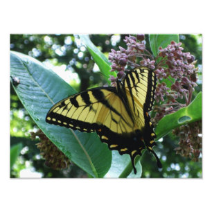 Foto Borboleta I de Swallowtail em Milkweed em Shenando