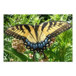 Foto Borboleta II de Swallowtail em Shenandoah
