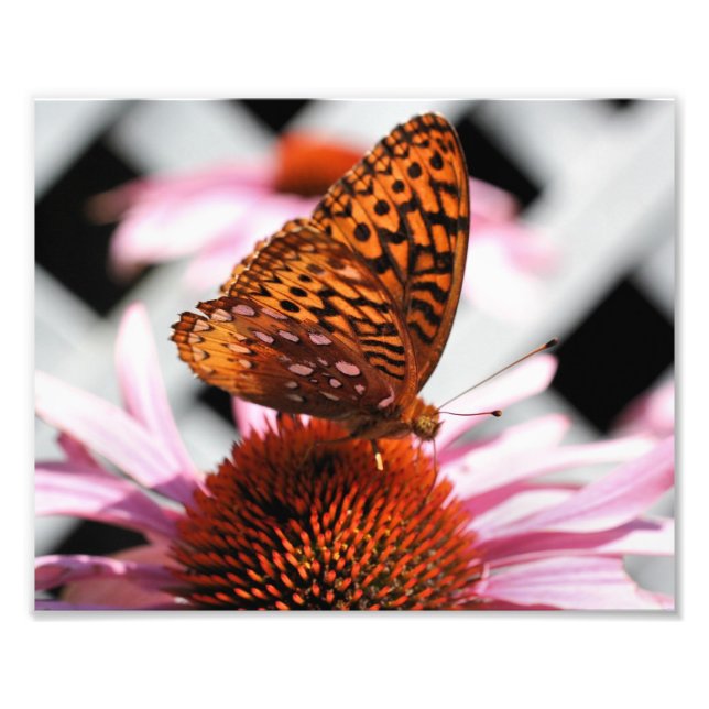 Foto Borboleta Laranja Na Flor Echinacea 8x10 (Frente)