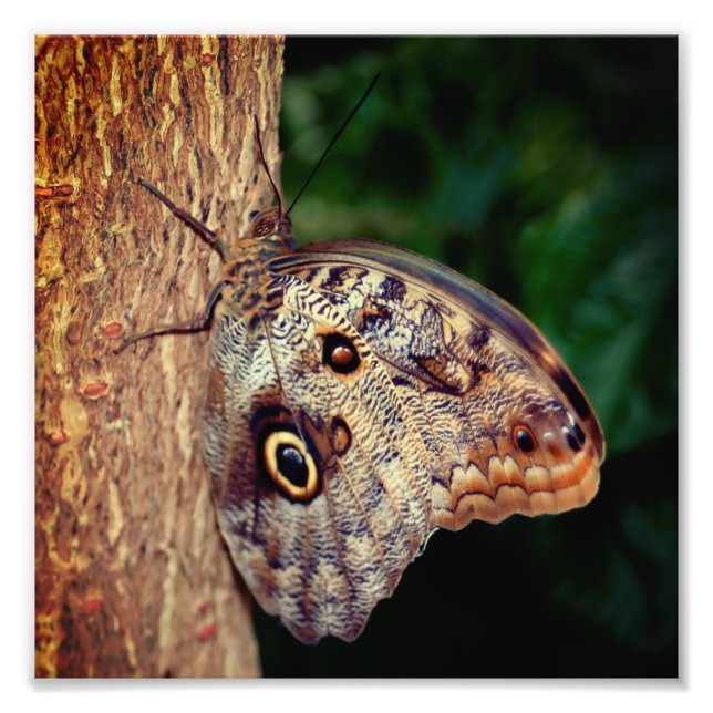 Foto Borboleta Marrom Fechar 8x8 (Frente)