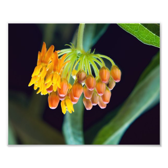 Foto Borboleta Milkweed Buds and Blooms (Frente)