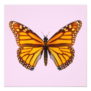 Foto Borboleta Monarca