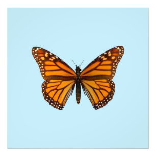 Foto Borboleta Monarca