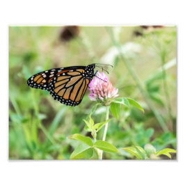 Foto Borboleta Monarca