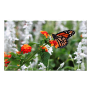 Foto Borboleta Monarca em Laranja e Lantana Vermelha