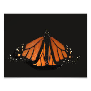 Foto Borboleta Monarca na chave de Laranja