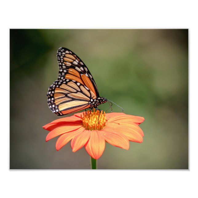 Foto Borboleta Monarca numa flor de laranja (Frente)