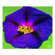Borboleta na Flor de Ipoméia