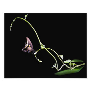 Foto Borboleta Negra