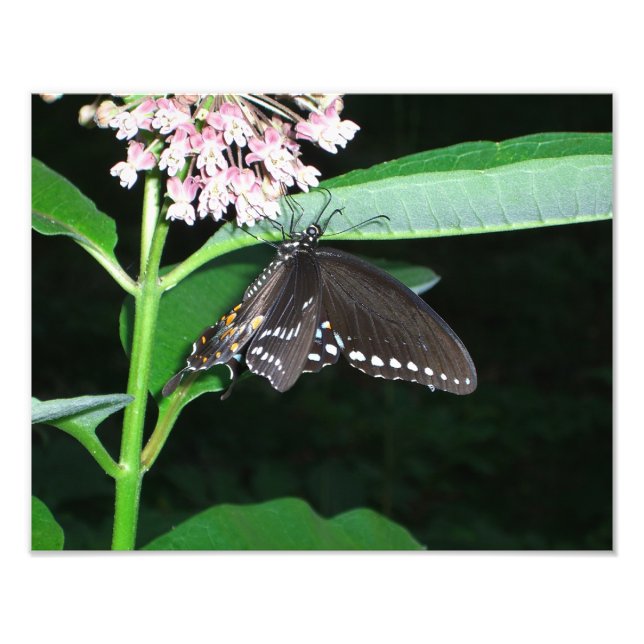 Foto Borboleta Noturna Black Swallowtail em Shenandoah (Frente)