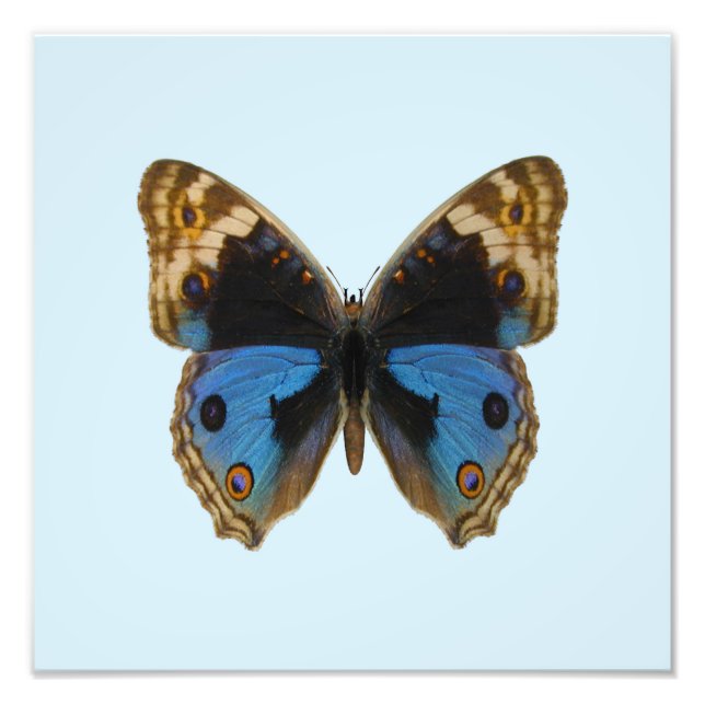Foto Borboleta Pansy Azul (Frente)