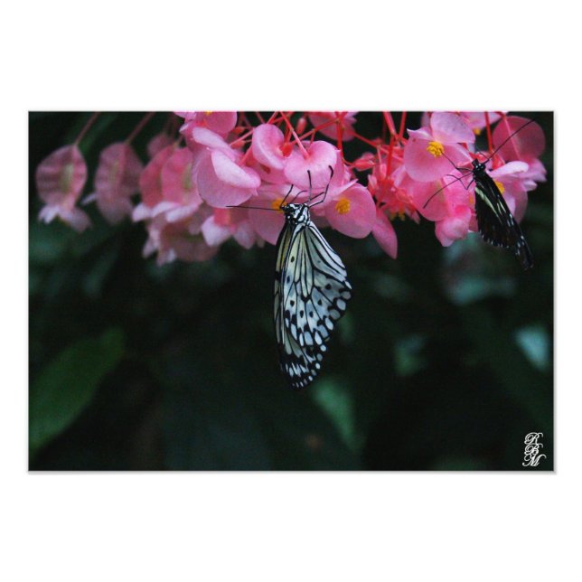 Foto Borboleta Pendurada em Flores (Frente)