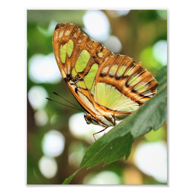 Foto Borboleta Posicionando Fechar 8x10 (Frente)