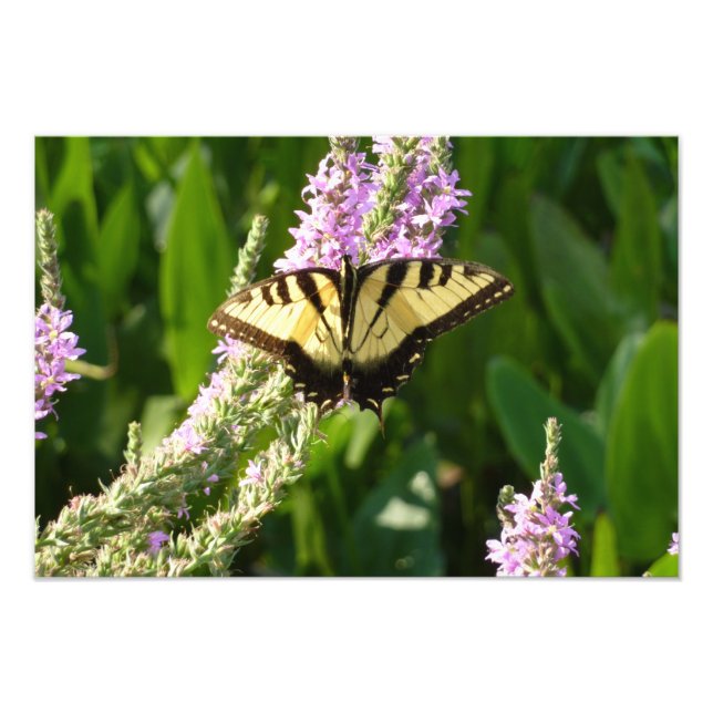 Foto Borboleta Rabo de Andorinha em Flores Silvestres R (Frente)