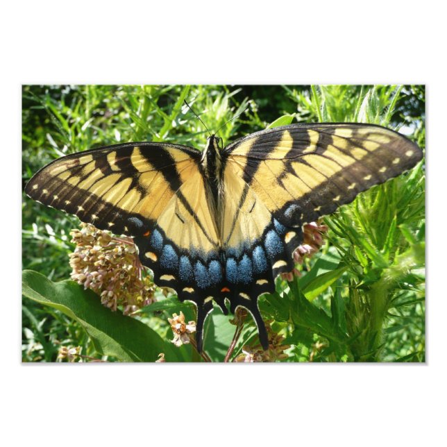 Foto Borboleta Rabo de Andorinha II em Shenandoah (Frente)