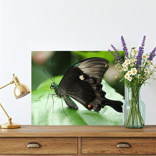 Foto Borboleta Swallowtail Paris Peacock em Folha (Jewel green macro butterfly photograph is classy and beautiful. This Paris Peacock Butterfly stuns!)