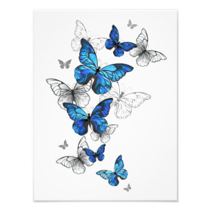 Foto Borboletas Azuis Morpho