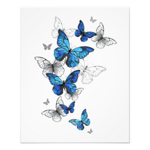 Foto Borboletas Azuis Morpho