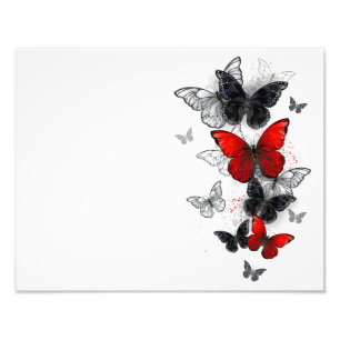 Foto Borboletas Morpho Pretas e Vermelhas Voando