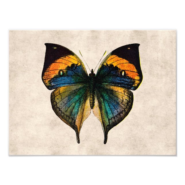 Foto Borboletas Vintage Illustration 1800's Butterflies (Frente)