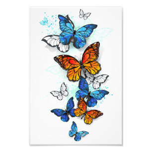 Foto Borboletas voadoras Morpho e Monarca