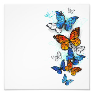 Foto Borboletas voadoras Morpho e Monarca