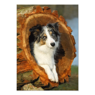 Foto Borda Cachorro Azul de Merle - Paperprint