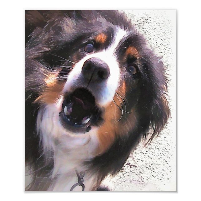 FOTO BORDER COLLIE (Frente)