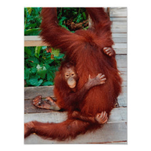 Foto Borneo orangutan