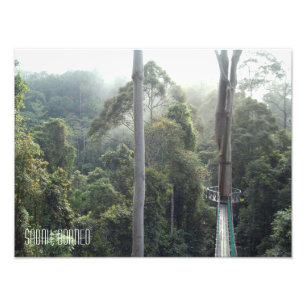 Foto Borneo RainForest Jungle Treetops Sabah