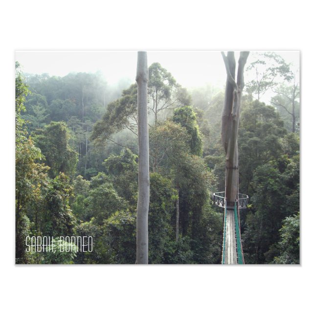 Foto Borneo RainForest Jungle Treetops Sabah (Frente)