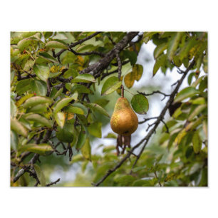 Foto Bosc Pear Na Árvore