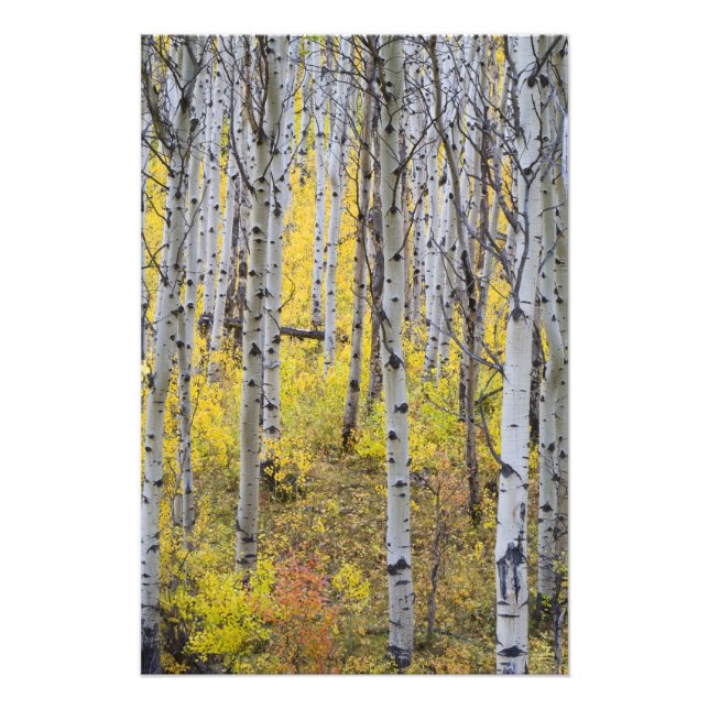 Foto Bosque de álamos em cores de outono em Glacier (Frente)