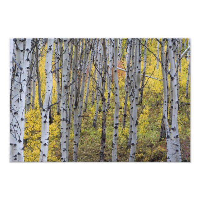 Foto Bosque de álamos em cores de outono intensas no Gl (Frente)