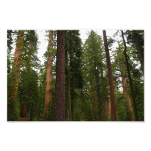 Foto Bosque Mariposa no Parque Nacional de Yosemite