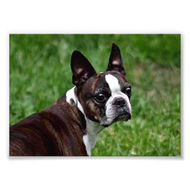 Foto Boston Terrier (Frente)
