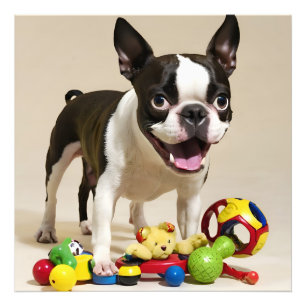 Foto Boston Terrier Dog Brincando com Brinquedos