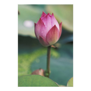 Foto Botão de flor de lótus, Hangzhou, Província de Zhe